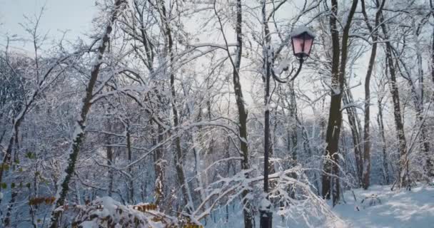 雪に覆われた木の枝の中の空に対するヴィンテージランタン — ストック動画
