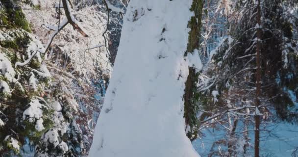 Bomen Bedekt Met Sneeuw Schieten Winter — Stockvideo