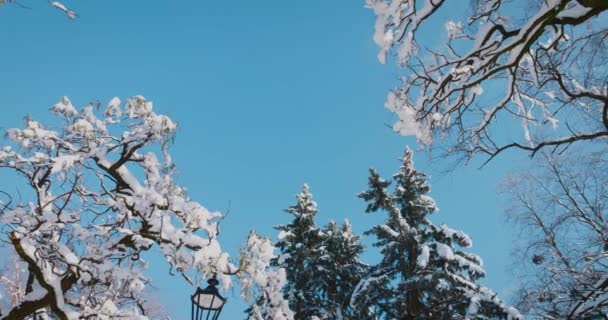 青い空に向かって雪に覆われた木 冬のシューティング — ストック動画