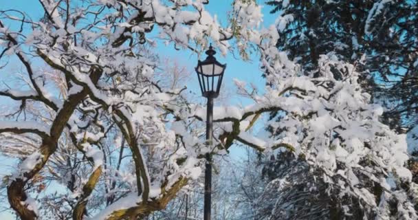 Φανός Αντίκα Στον Ουρανό Ανάμεσα Κλαδιά Δέντρων Καλυμμένα Χιόνι — Αρχείο Βίντεο