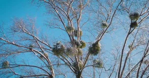 Обычная Омела Ветвях Деревьев Покрытых Снегом Против Неба Стрельба Зимой — стоковое видео