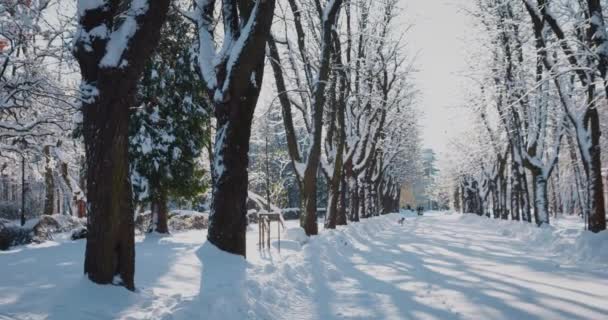 Ramas Árboles Cubiertas Nieve Parque Invierno — Vídeo de stock