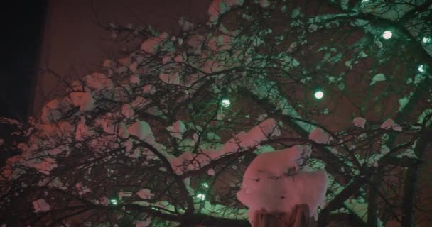 白雪覆盖的树枝上的花园灯 夜间开枪射击 — 图库视频影像