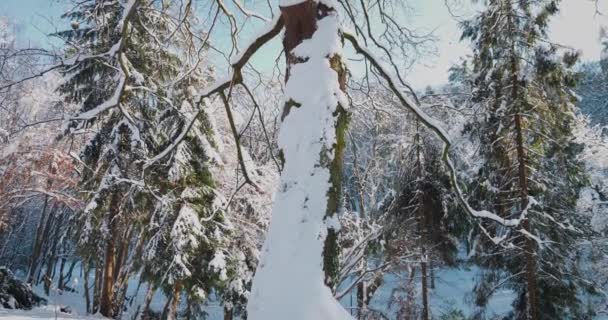 Pohon Diselimuti Salju Shooting Winter — Stok Video