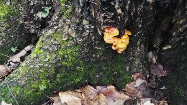 Sonbahar mantarları Flammulina velutipes ormandaki yaprakların arasında bir ağaç kütüğünde.