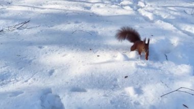 Kızıl bir sincap kardan fındık alıyor..