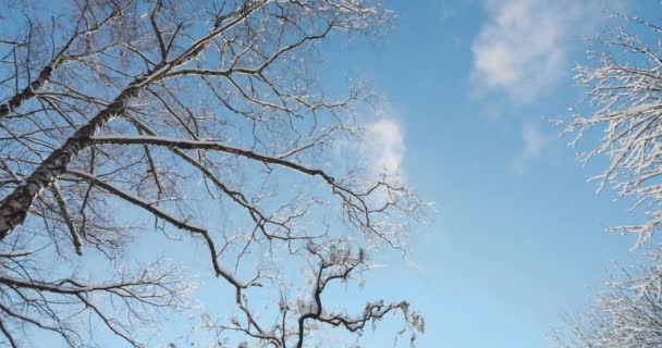 Zasněžené Stromy Proti Modré Obloze Natáčení Zimě — Stock video