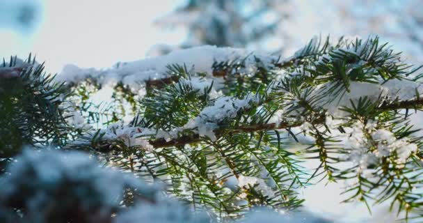 Snötäckta Grangrenar Vinterpark Mot Bakgrund Träd Och Blå Himmel — Stockvideo