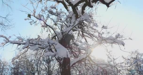 Árboles Cubiertos Nieve Contra Cielo Azul Disparos Invierno — Vídeo de stock