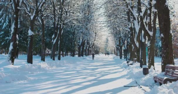 Callejón Parque Invierno Ramas Árboles Cubiertas Nieve — Vídeo de stock