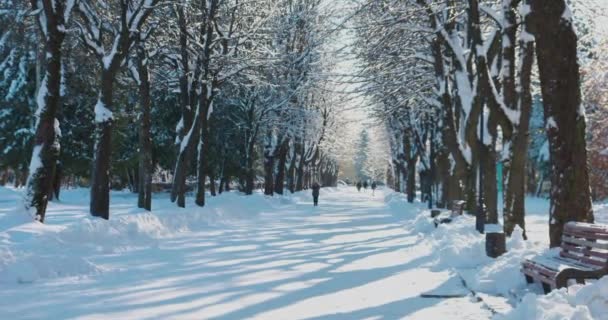 Callejón Parque Invierno Ramas Árboles Cubiertas Nieve — Vídeos de Stock