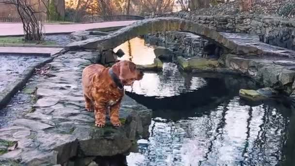 Brązowy Pies Spaniel Spaceruje Pobliżu Stawu Parku Zimie — Wideo stockowe