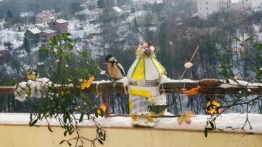 Woodpecker and great tits eats a piece of bacon and salo, pumpkin and sunflower seeds from a handmade feeder make from a plastic bottle on the balcony in winter.