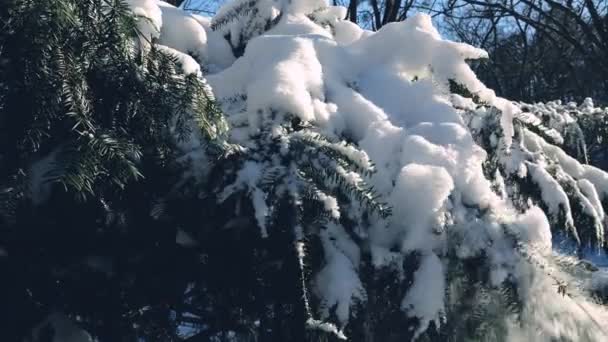 Snow Falling Spruce Branch Slow Motion — Stock Video