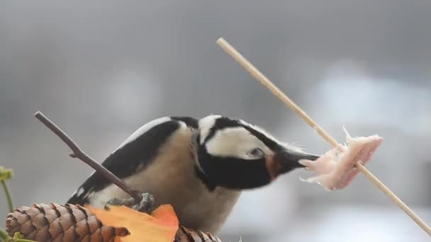 Woodpecker Kousek Slaniny Salo Pozadí Zimní Krajiny — Stock video