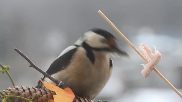 ウッドペッカーは冬の風景の背景にベーコンとサロンを食べる — ストック動画