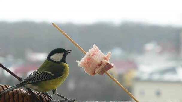 Great Tit Eats Piece Bacon Salo Backdrop Winter Landscape — Vídeos de Stock