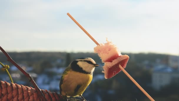 Blue Tit Eats Piece Bacon Salo Backdrop Winter Landscape — Vídeos de Stock