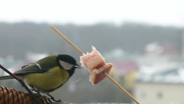 Great Tit Eats Piece Bacon Salo Backdrop Winter Landscape — Vídeos de Stock