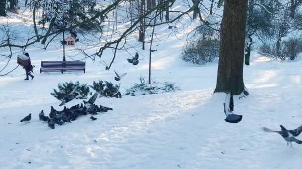 Ein Schwarm Tauben Schnee Einem Winterpark — Stockvideo