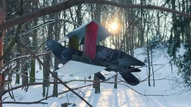 Holubi Jedí Krmítka Pozadí Sněhu Zimním Parku Paprscích Podsvícení Slunce — Stock video