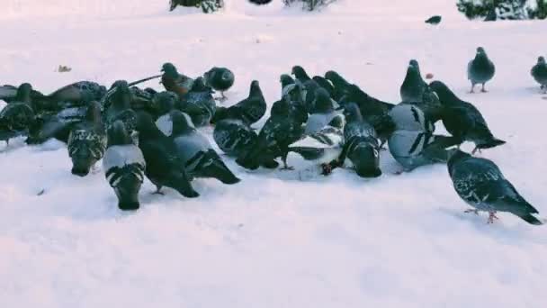 Uno Stormo Piccioni Nella Neve Parco Invernale — Video Stock