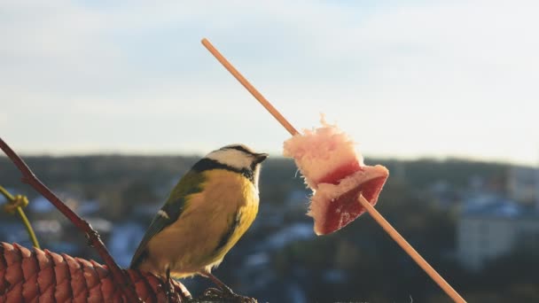 Blue Tit Eats Piece Bacon Salo Backdrop Winter Landscape — Vídeos de Stock