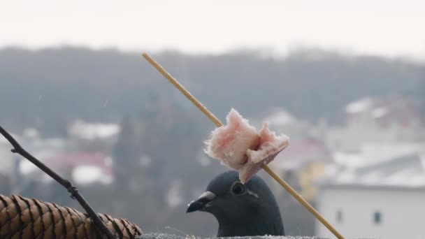 冬の風景の背景にベーコンとサロンの隣に鳩の頭 — ストック動画