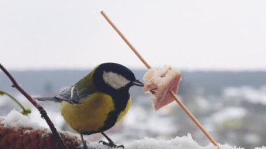 Great tit eats a piece of bacon and salo against the backdrop of a winter landscape.