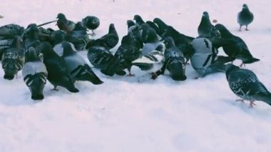 Kış parkında karda bir güvercin sürüsü..