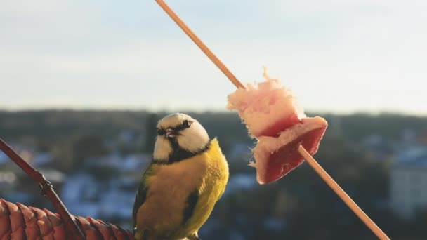 Blue Tit Eats Piece Bacon Salo Backdrop Winter Landscape — стокове відео