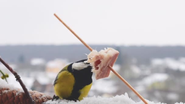Great Tit Eats Piece Bacon Salo Backdrop Winter Landscape — Stock Video