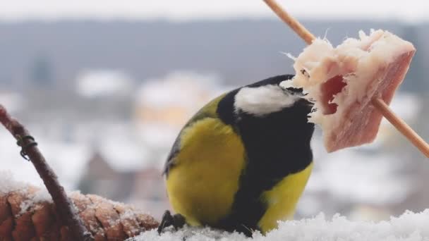Great Tit Eats Piece Bacon Salo Backdrop Winter Landscape — Stock Video