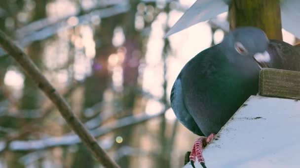 Pigeons Eat Feeder Background Snow Winter Park Rays Backlight Sun — Stock Video
