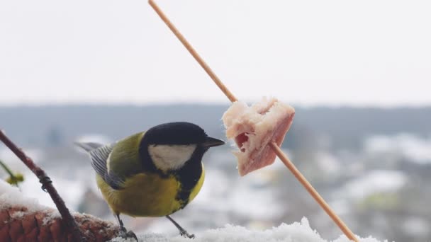 Great Tit Eats Piece Bacon Salo Backdrop Winter Landscape — стокове відео