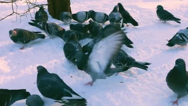 공원에서 비둘기의 — 비디오
