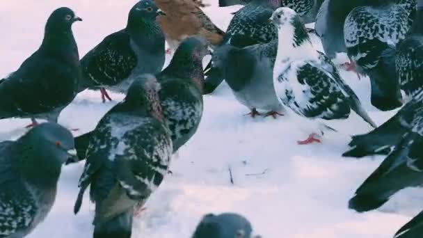 Ein Schwarm Tauben Schnee Einem Winterpark — Stockvideo