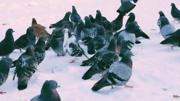 Troupeau Pigeons Dans Neige Dans Parc Hiver — Video