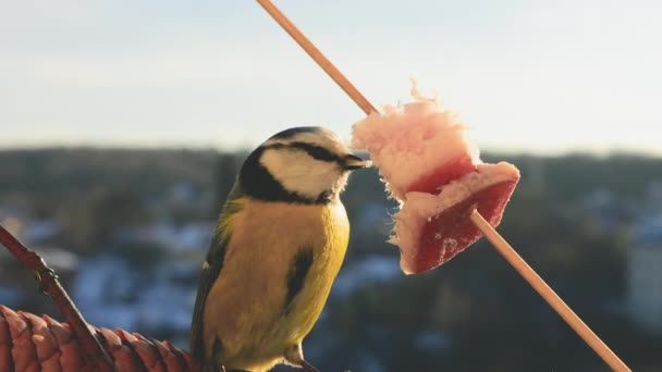 Blue Tit Eats Piece Bacon Salo Backdrop Winter Landscape — Video