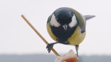 Great tit eats a piece of bacon and salo against the backdrop of a winter landscape.