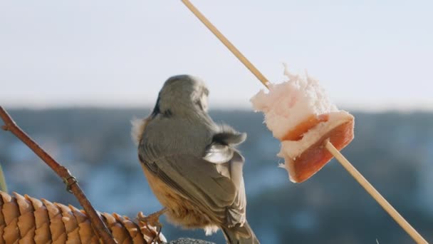 ベーコンとサロの背景と冬の風景に対する木のナッツハッチ — ストック動画