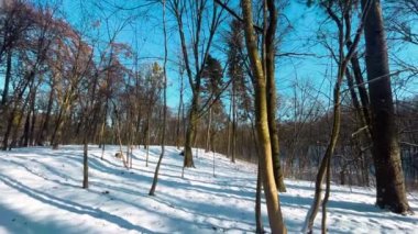 Parkın kış manzarası. Kar ve ağaçlar.