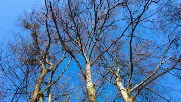冬の公園の青空の背景に対する木の枝 — ストック動画