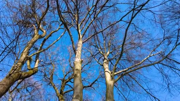 Tree Branches Background Blue Sky Winter Park — Stock Video