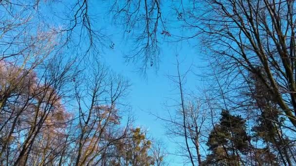 冬の公園の青空の背景に対する木の枝 — ストック動画