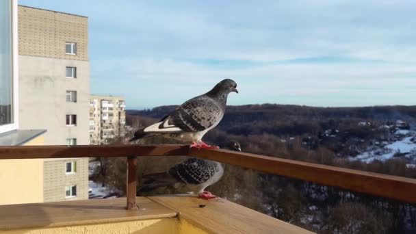 Zwei Tauben Auf Dem Balkon Vor Häuserkulisse Und Winterwald — Stockvideo
