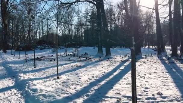 Les Oiseaux Chantent Dans Parc Sur Neige Dans Les Rayons — Video