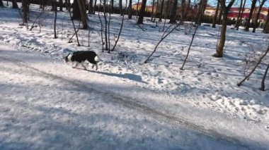 Parkta karla kaplı bir yolda bir köpek koşuyor..
