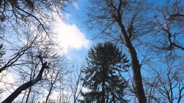 冬の公園の青空の背景に対する木の枝と松の木 — ストック動画