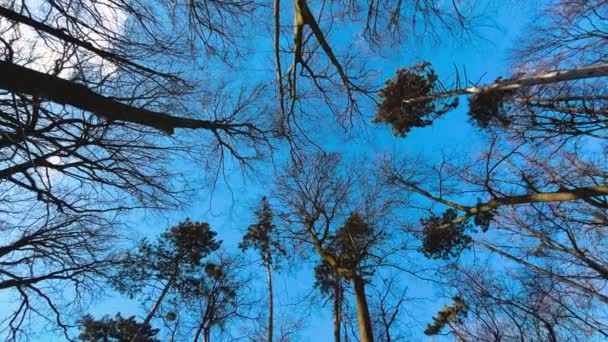 Δέντρα Και Πεύκα Φόντο Γαλάζιου Ουρανού Χειμερινό Πάρκο — Αρχείο Βίντεο